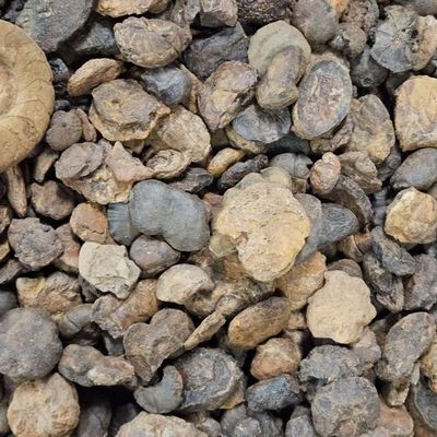 Ammonite Fossil Rough Specimen .5"-1"