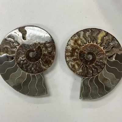 Ammonite Pair Large Polished w/ Calcite Inclusions Specimens