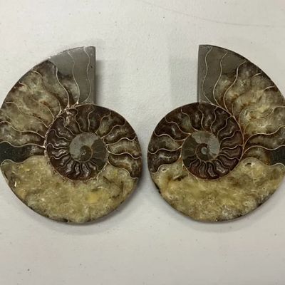Ammonite Pair Large Polished w/ Calcite Inclusions Specimens