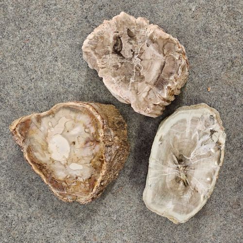Petrified Wood Logs 2&quot;-3&quot;