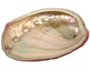 Shell - Red Abalone Shell 2-3&quot;