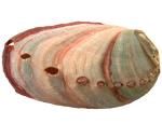 Shell -  Abalone Shell 2-3"