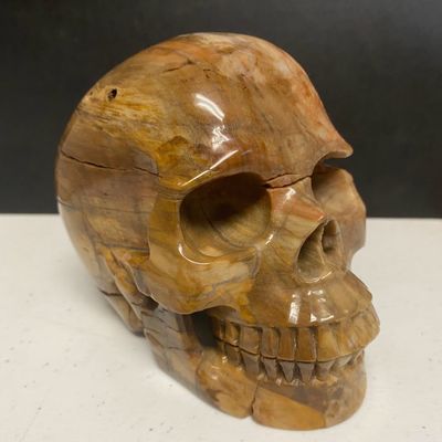 Petrified Wood Skull 1348g by Skullis