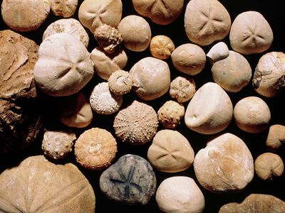 Fossil Sea Urchin small