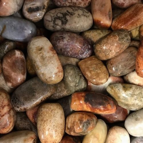 Agate Fossilized Tumbled Stone  1.25&quot;-2&quot;