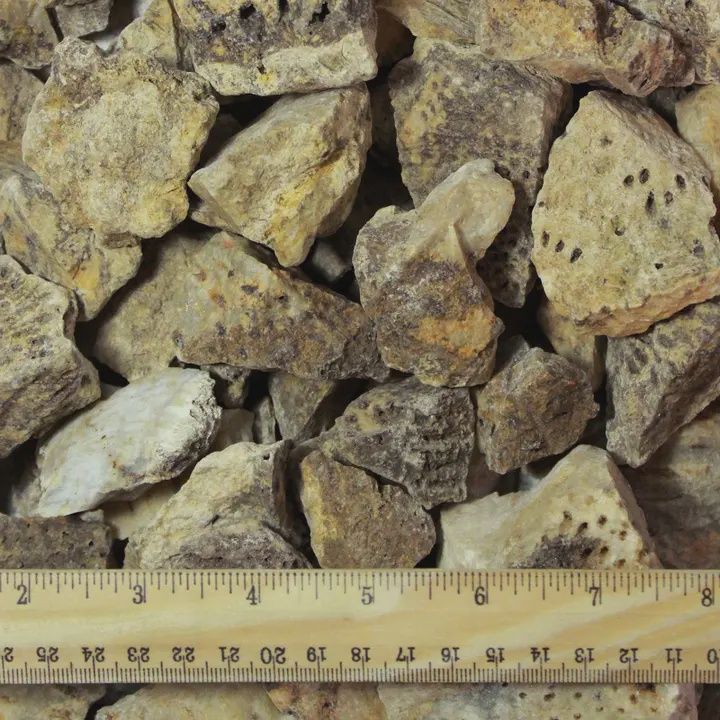 Coral Fossil Rough Stone 2&quot;-3&quot;
