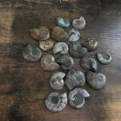 Ammonite Fossil Polished, Type: 1"-1.5"