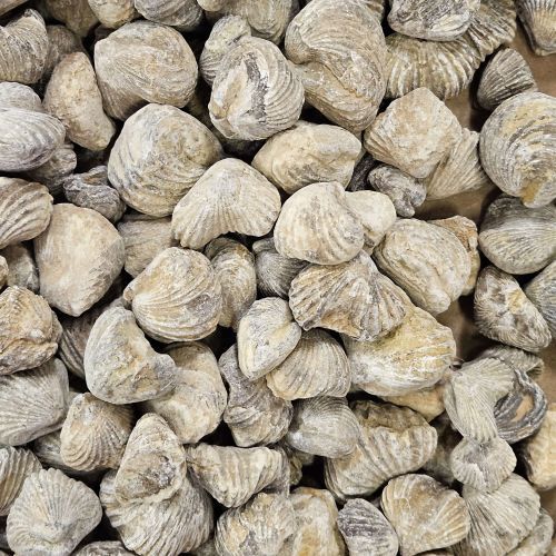 Brachiopod Fossil .5&quot;-1&quot;