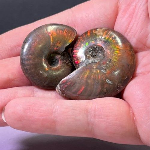 Ammonite Rainbow Fire High Quality Fossil - Select