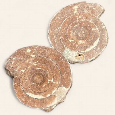 Fossils