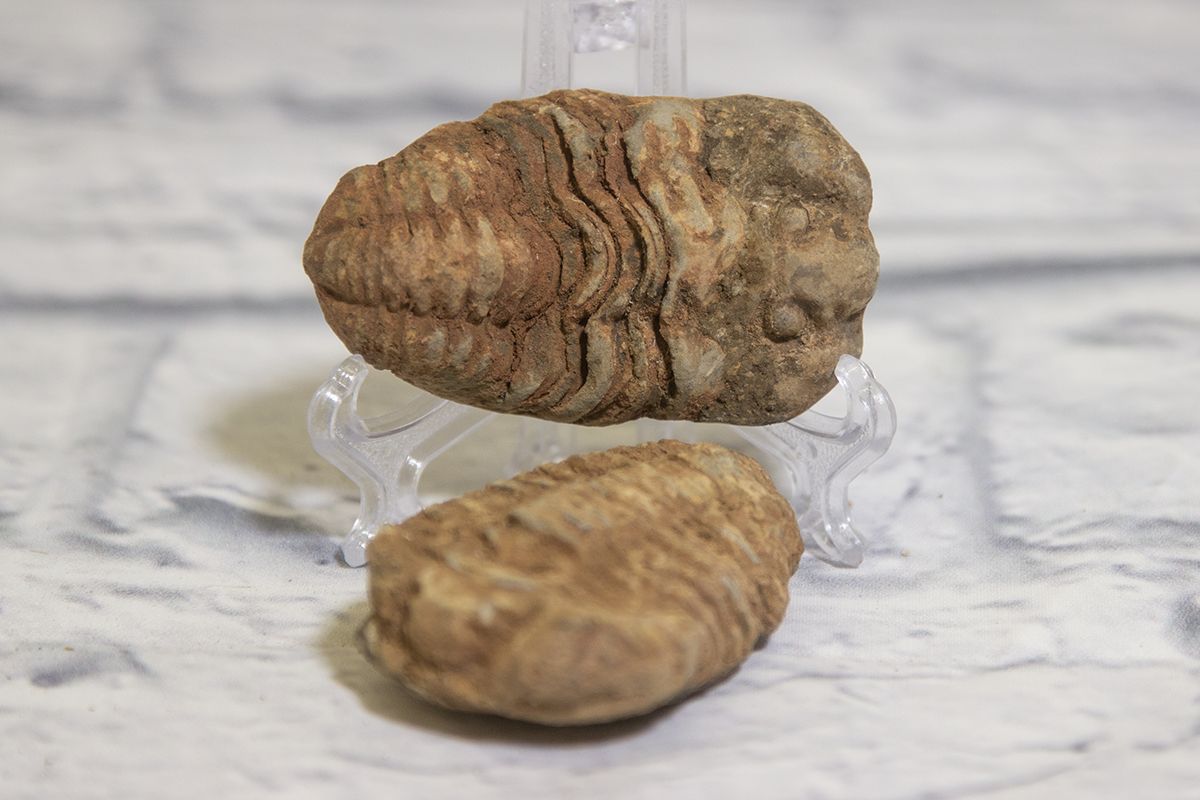 TRILOBITE Small  1″ – 2.75″