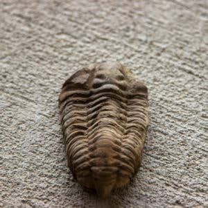 TRILOBITE Small  1″ – 2.75″