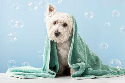 Pet Products