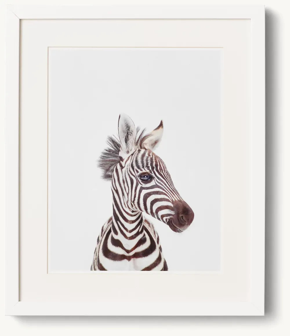 Baby Animal Close-Up Portrait - Zebra