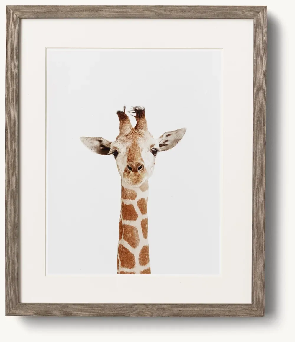 Baby Animal Close-Up Portrait - Giraffe