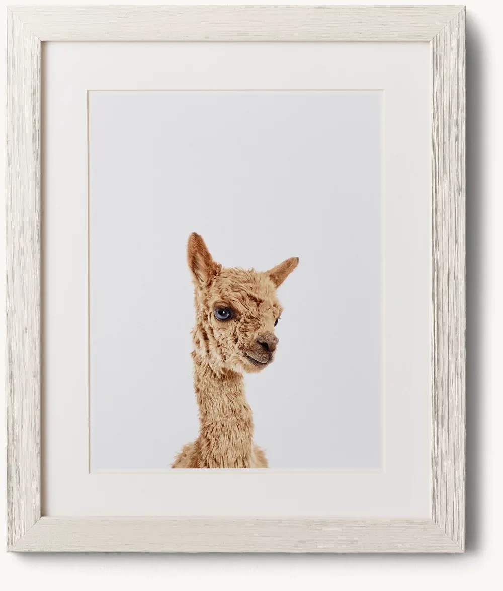 Baby Animal Close-Up Portrait - Alpaca