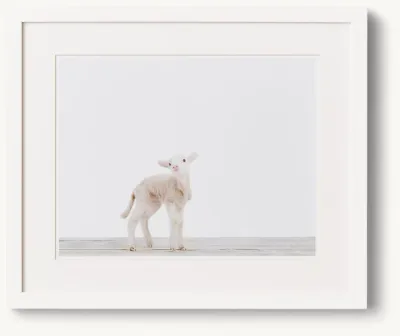 Baby Animal Portrait - Lamb