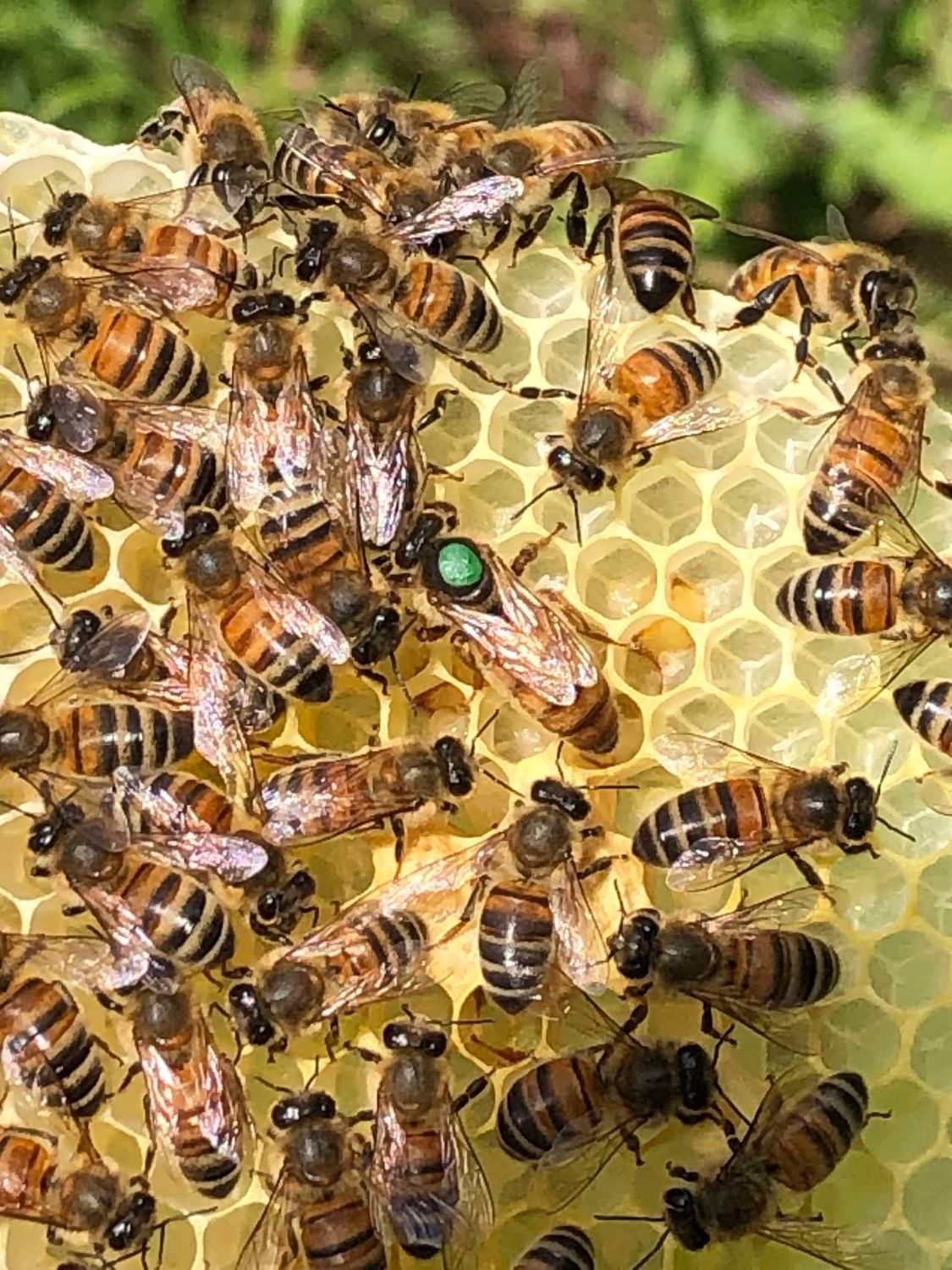 Reine Buckfast inséminée