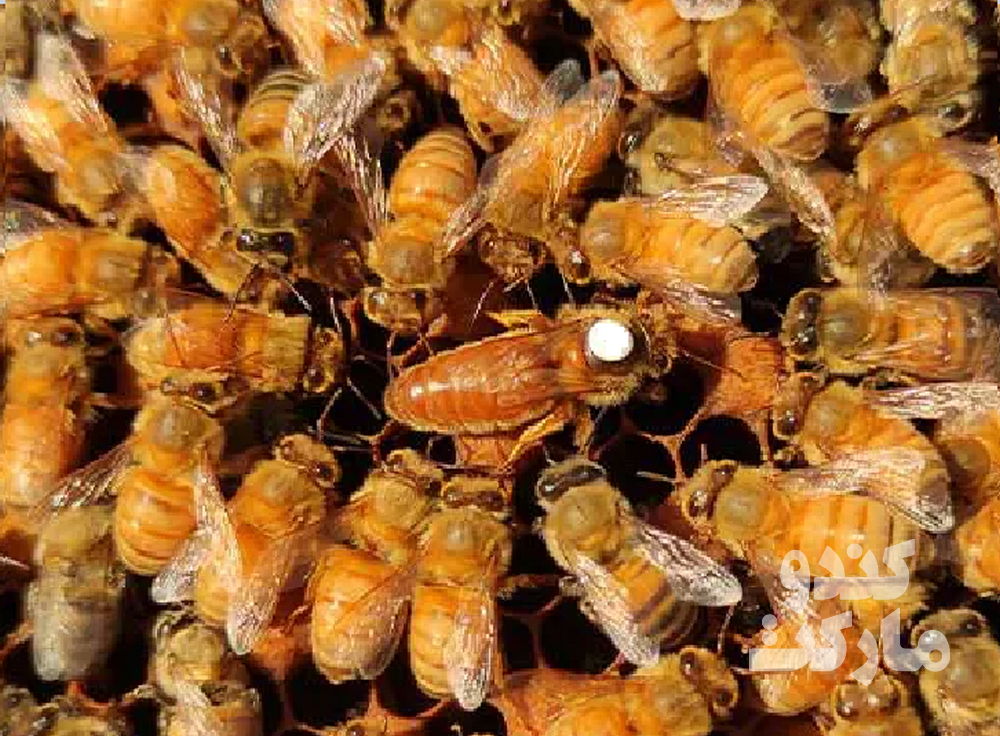 Reine Ligustica Cordovan inséminée