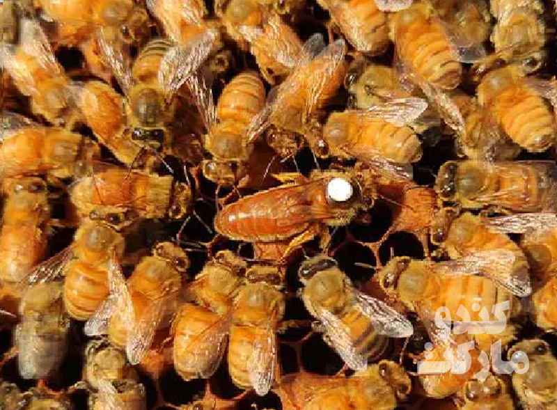 Reine Ligustica Cordovan inséminée