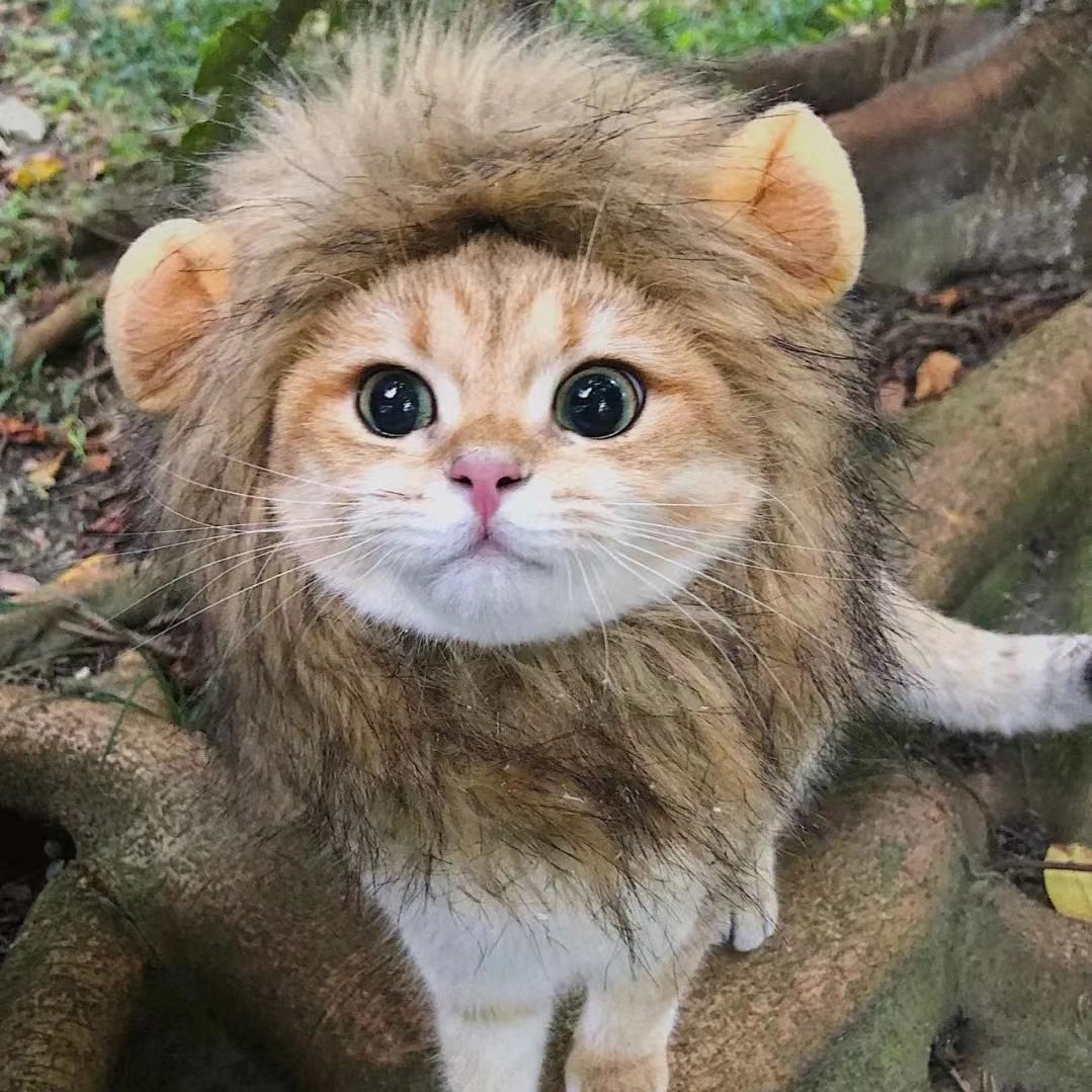 Funny Headdress Dress - Cat, Lion, Rabbit, Frog or Bear, Size: S (head circumference is about 28cm), Color: Lion head cover