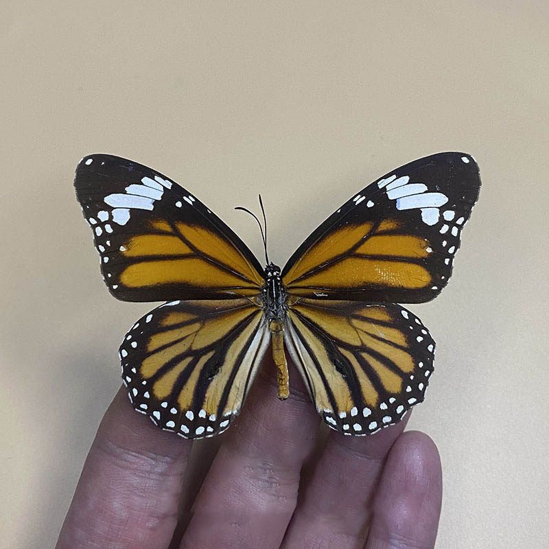 Nature&#39;s Palette: Original Butterfly Display, Color: Tiger Spotted Butterfly-spread wings