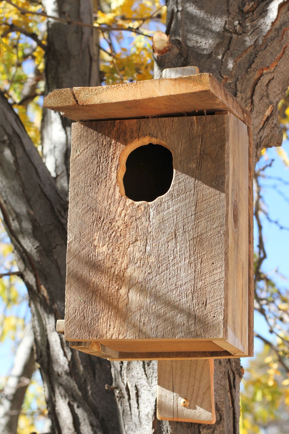 Screech Owl Nest Box Screech Owl Nest Box