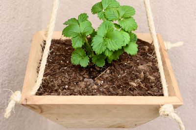 Hanging Cedar Planter