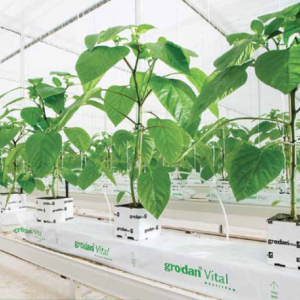 GRODAN Vital Growingslabs 100x15x7.5cm Palette (128 St).