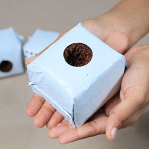 Coir Grow Cubes