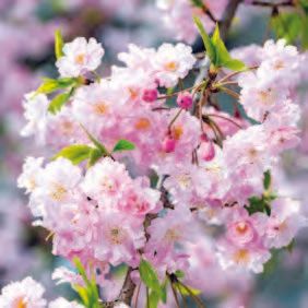 CARTE DOUBLE 16 X 16 AVEC CELLO