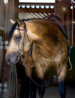 Équipements du cheval