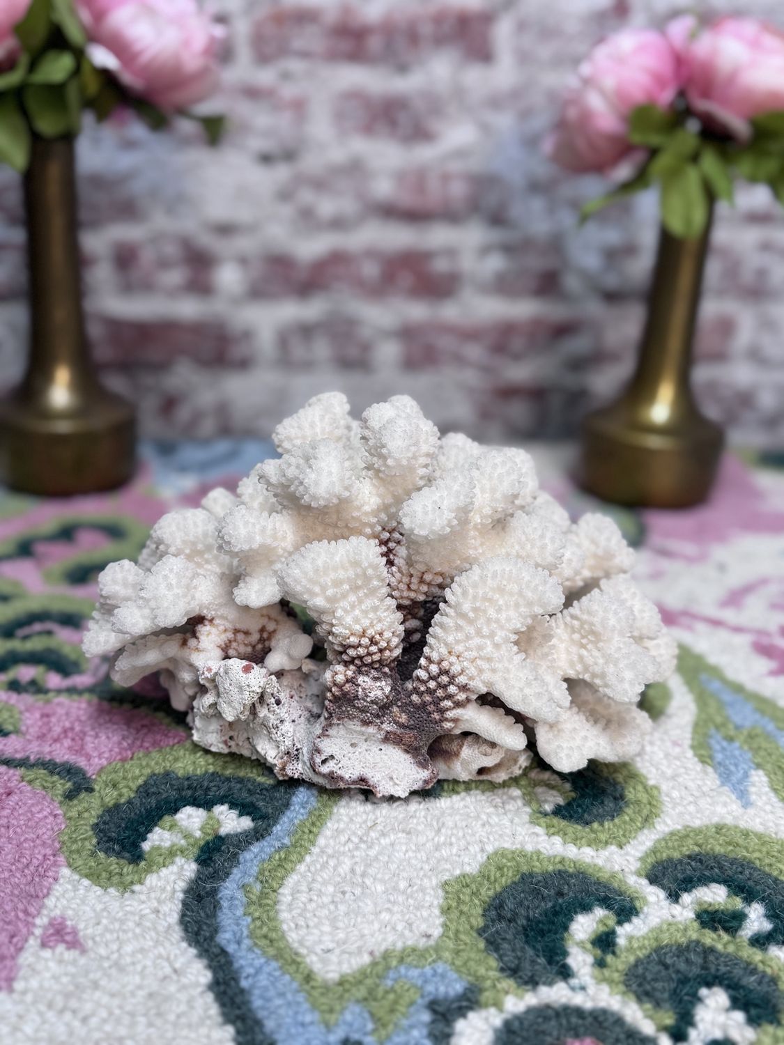 Cat Paw Coral