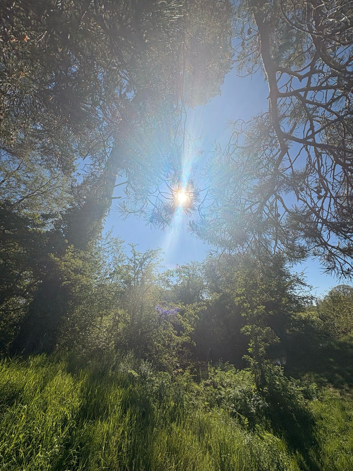 The Radiance of Spring Mini Retreat
