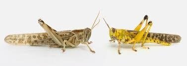 Locust
