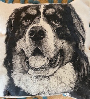 Bernese Dog pillow