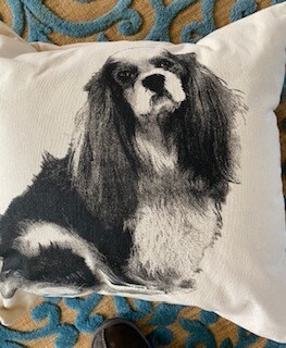 King Charles Cavalier