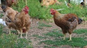 Pasture Raised Western Rustic Chicken - Deposit per Bird *****SOLD OUT****