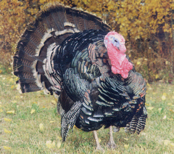 Heritage Pasture Raised Orlopp Broad Breasted Bronze Turkey