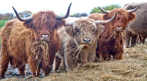100% Grass Finished Premium Highland Quarter Beef