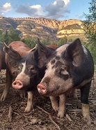 Pasture Raised Whole Pig Order - Deposit per Pig ***SOLD OUT***
