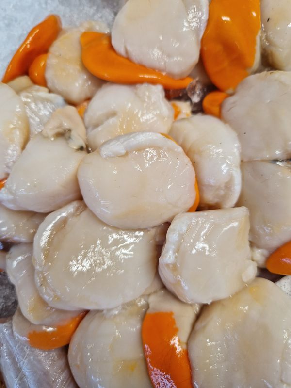 Scottish Scallops Scottish Scallops