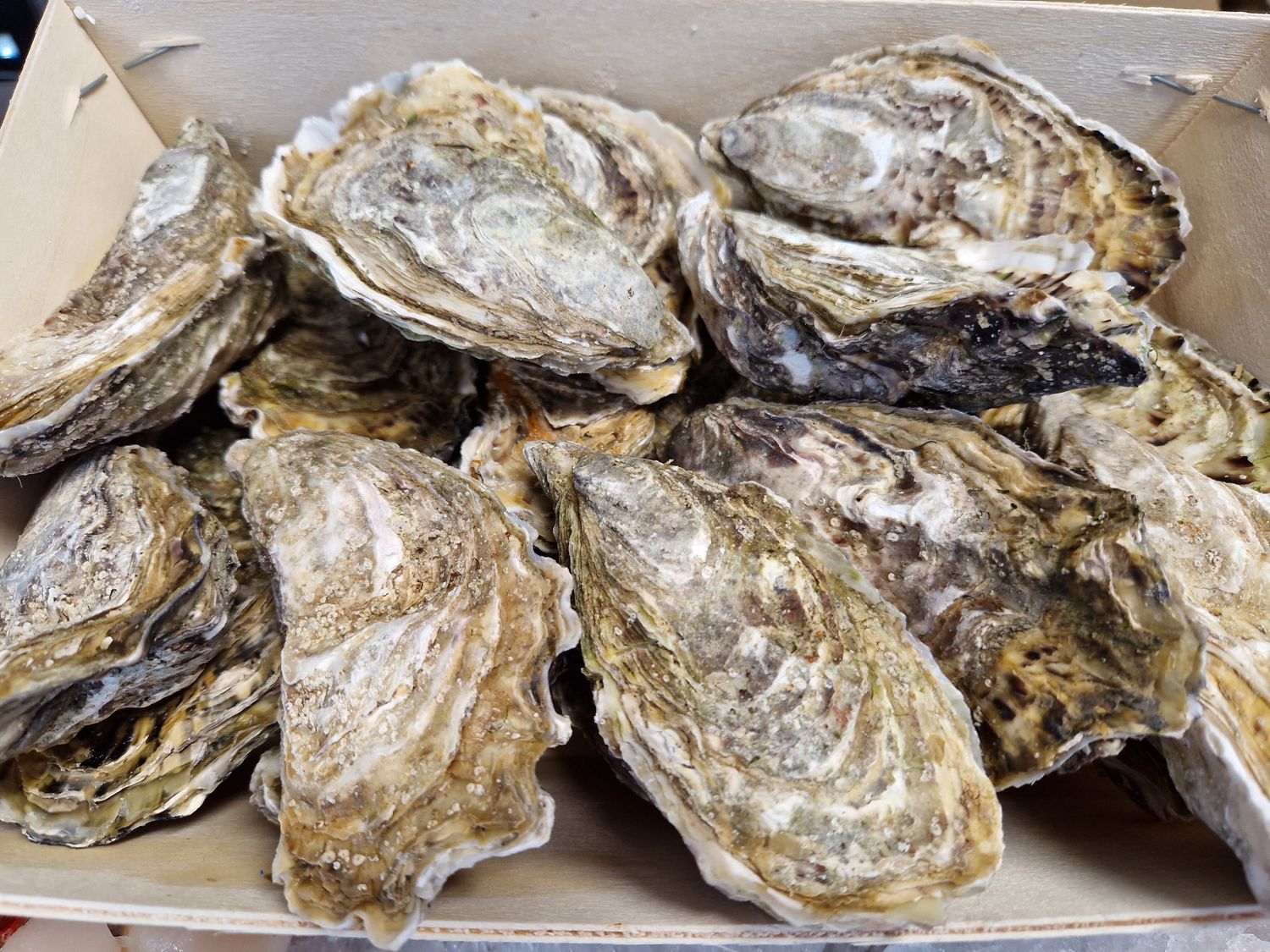 Maldon Oysters