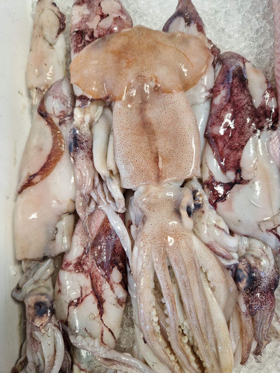 Fresh Squid