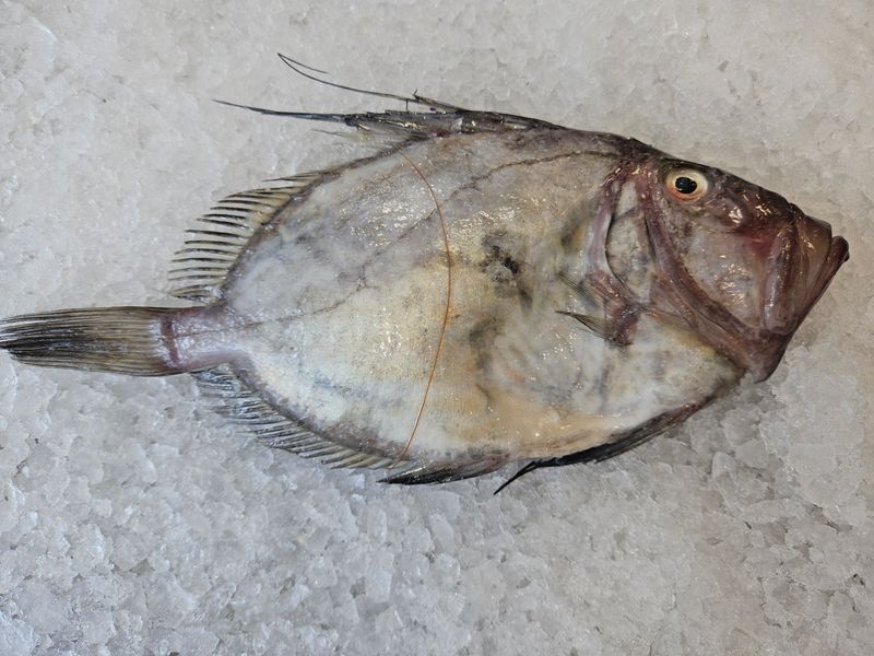 John Dory John Dory