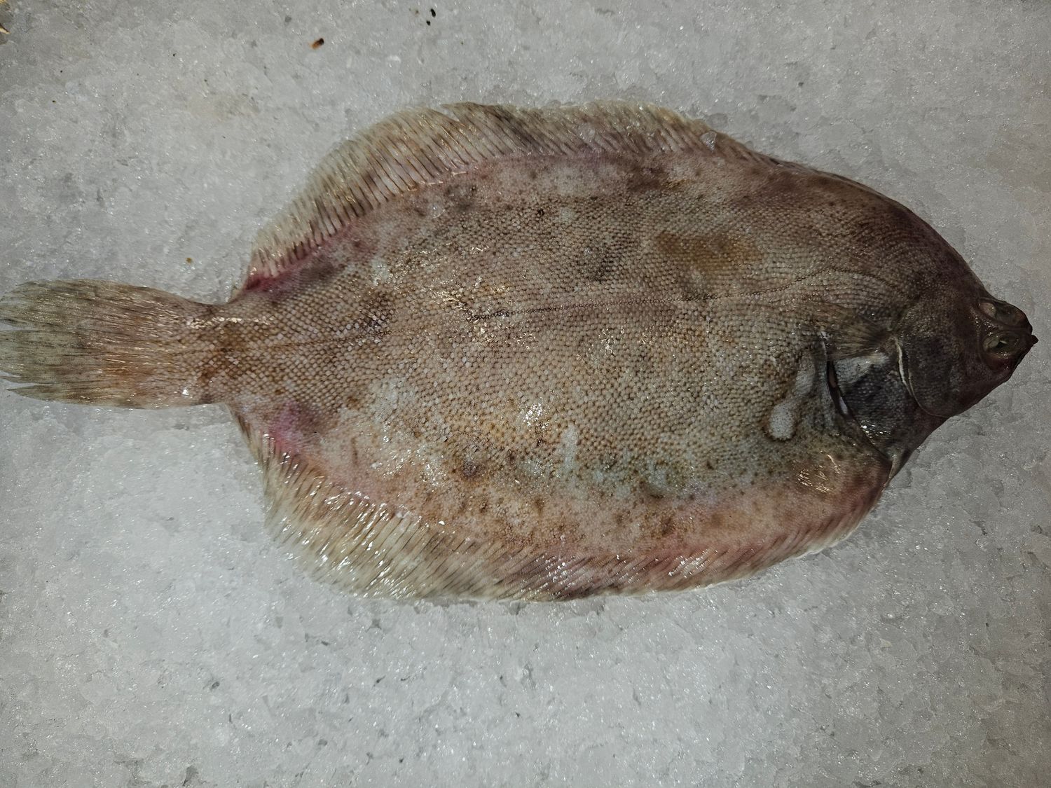 Lemon sole whole fish