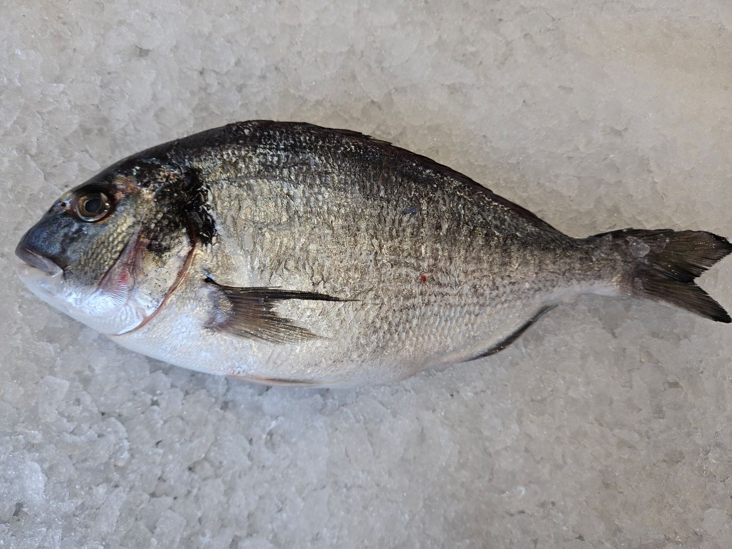 Seabream