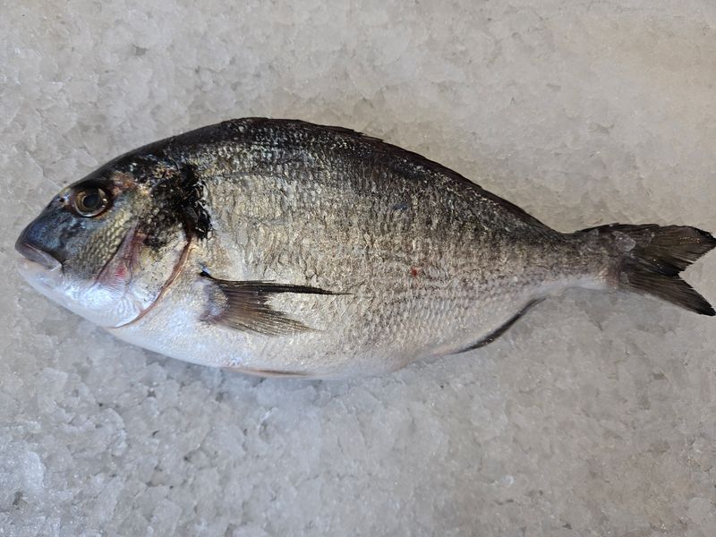 Seabream Seabream