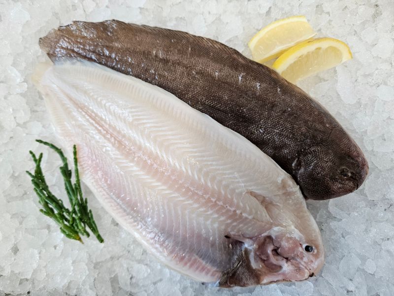 Dover sole Dover sole