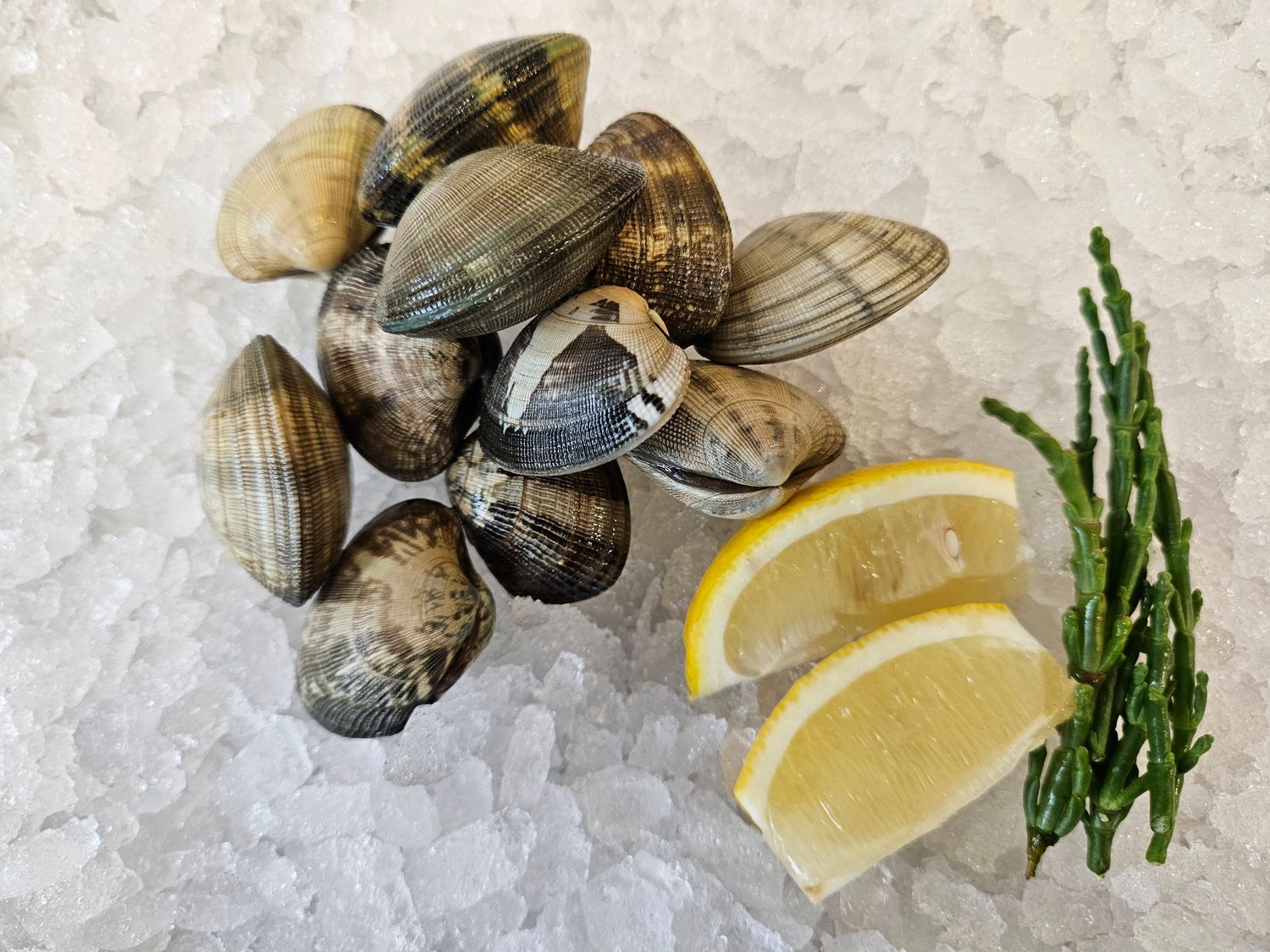 Palourde Clams